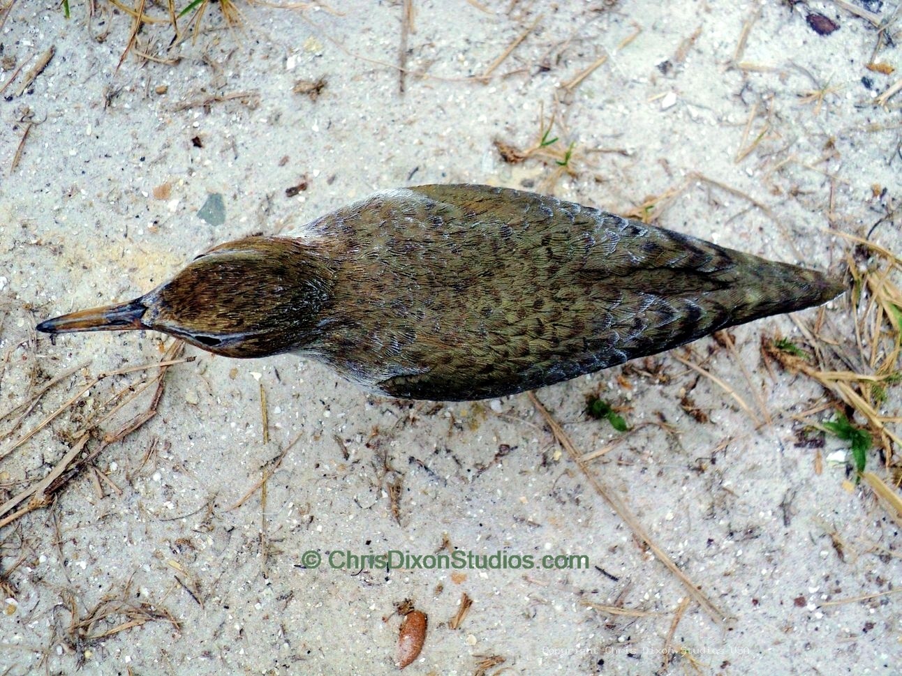 Spotted Sandpiper 853