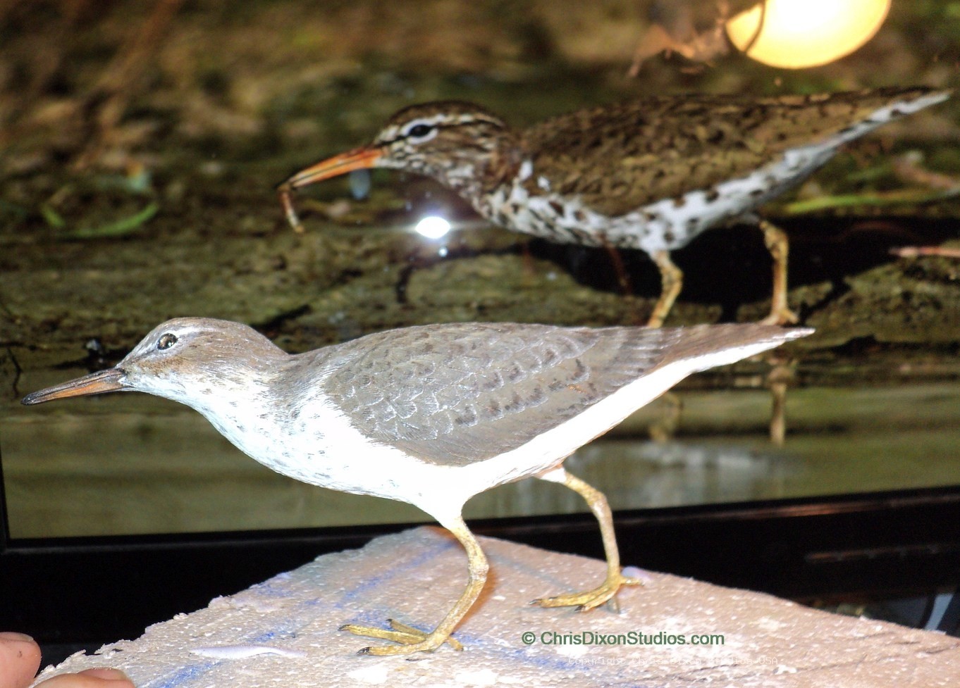 Spotted Sandpiper 933