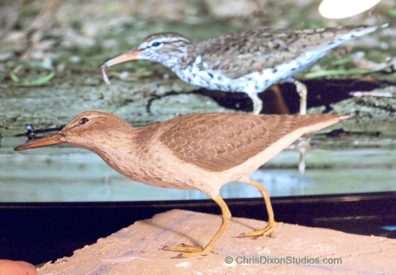 Spotted Sandpiper 936
