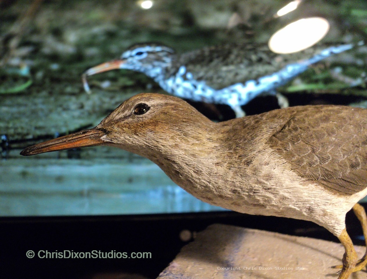 Spotted Sandpiper 937