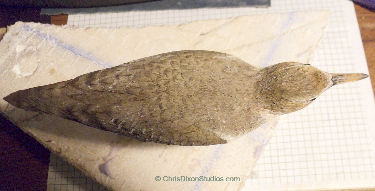 Spotted Sandpiper 939