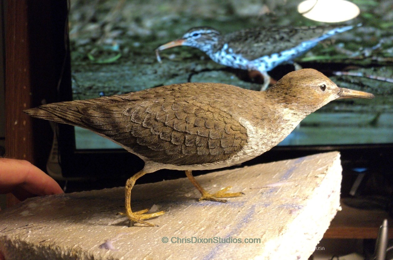 Spotted Sandpiper 941