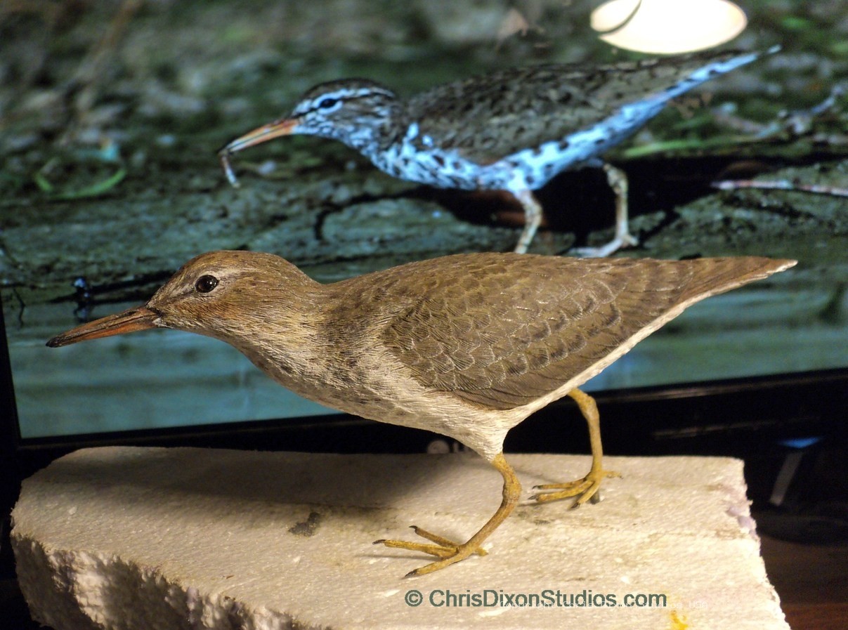 Spotted Sandpiper 944