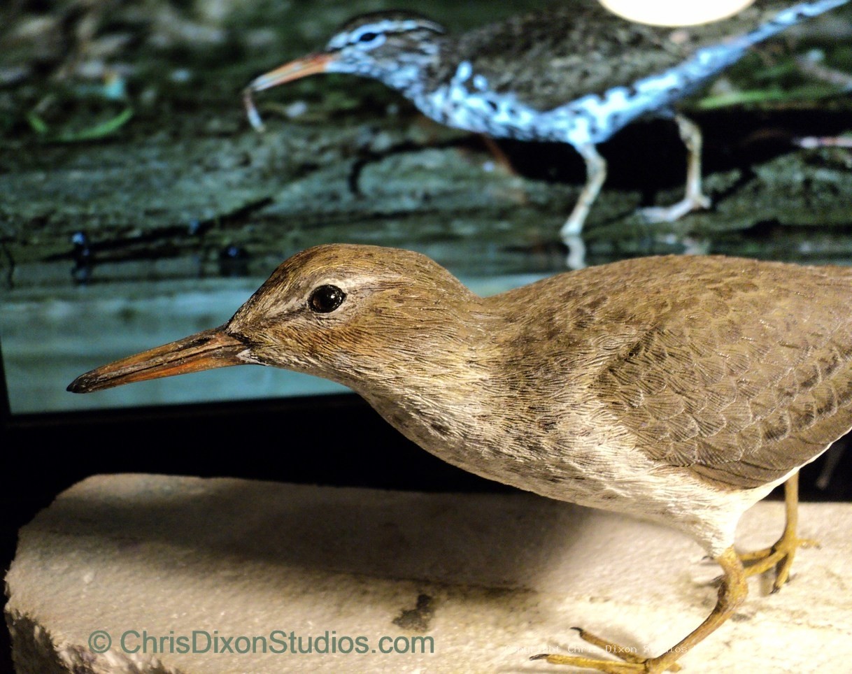 Spotted Sandpiper 945