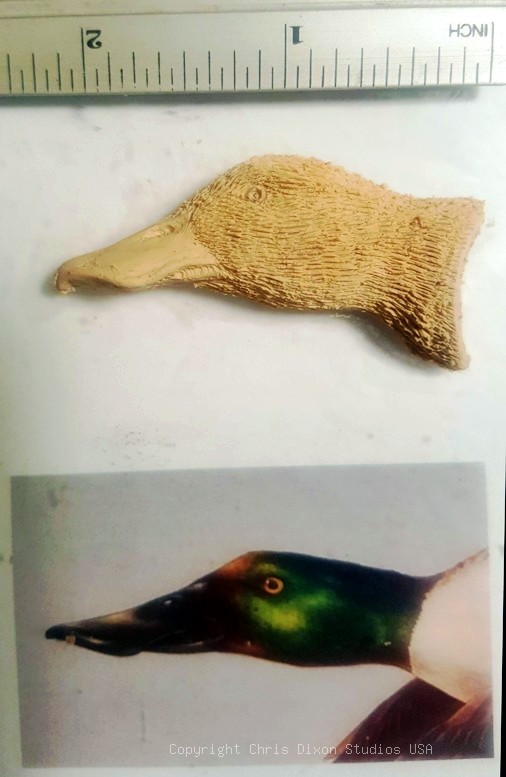 Cameo Northern Shoveler 909