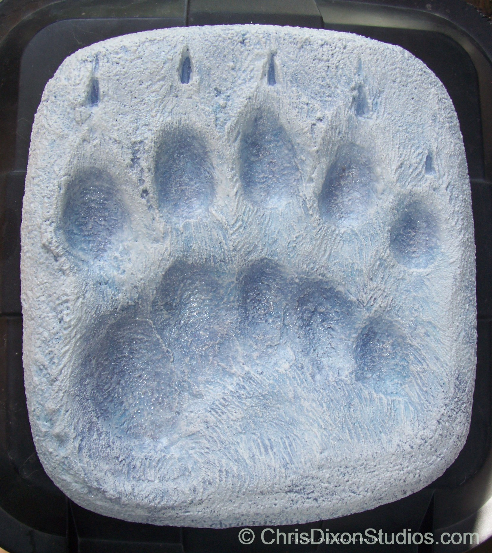 Polar Bear Paw78