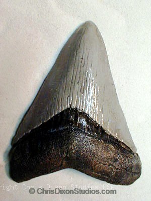 15 1 Shktooth300400t