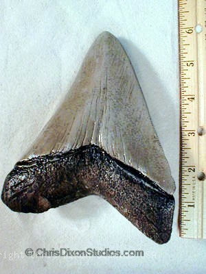 15 1 Shktotooth300400b