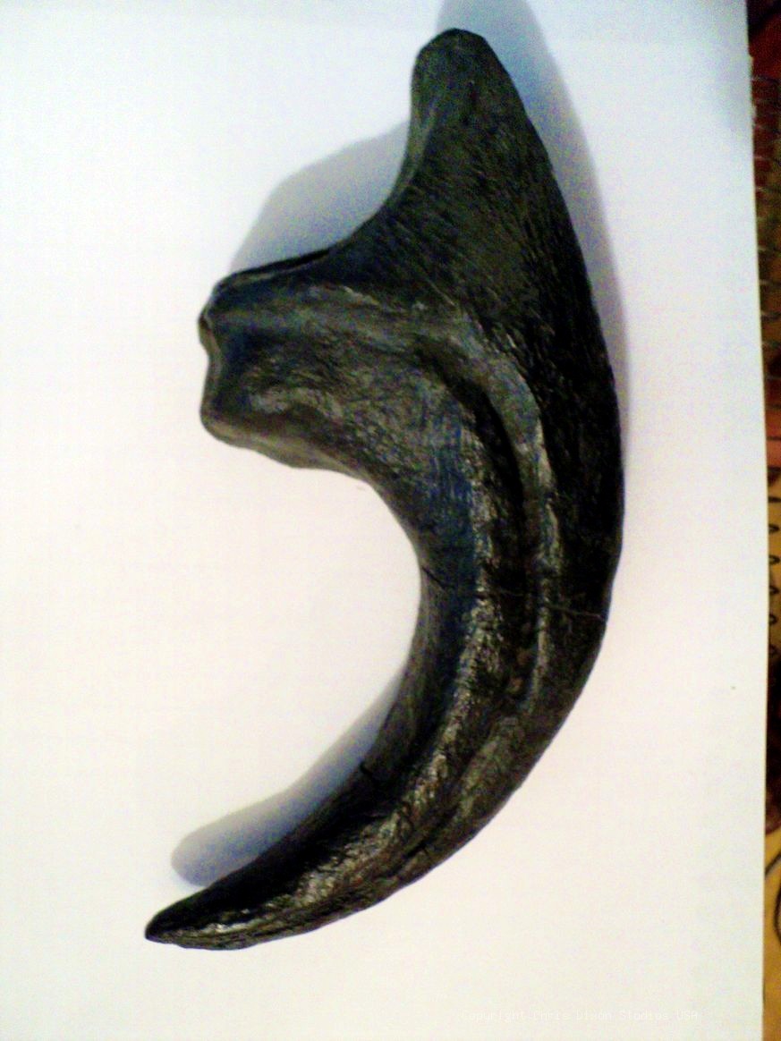 Fossil Allosaurus Claw 8