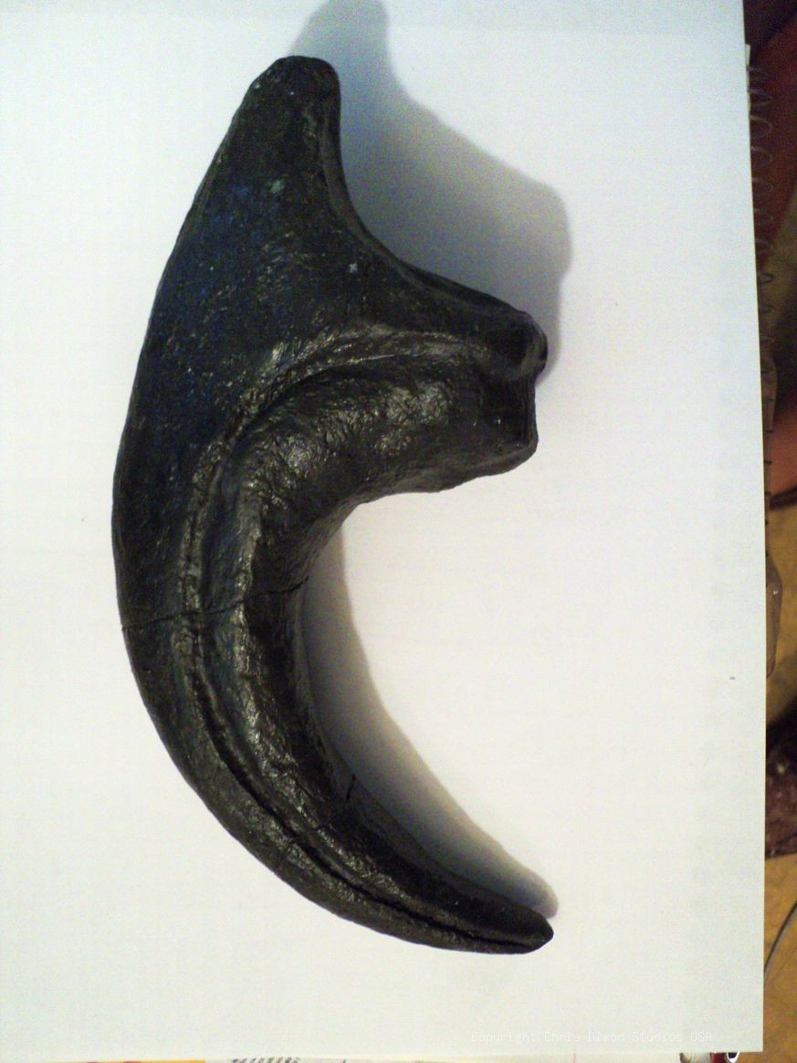 Fossil Allosaurus Claw L 8