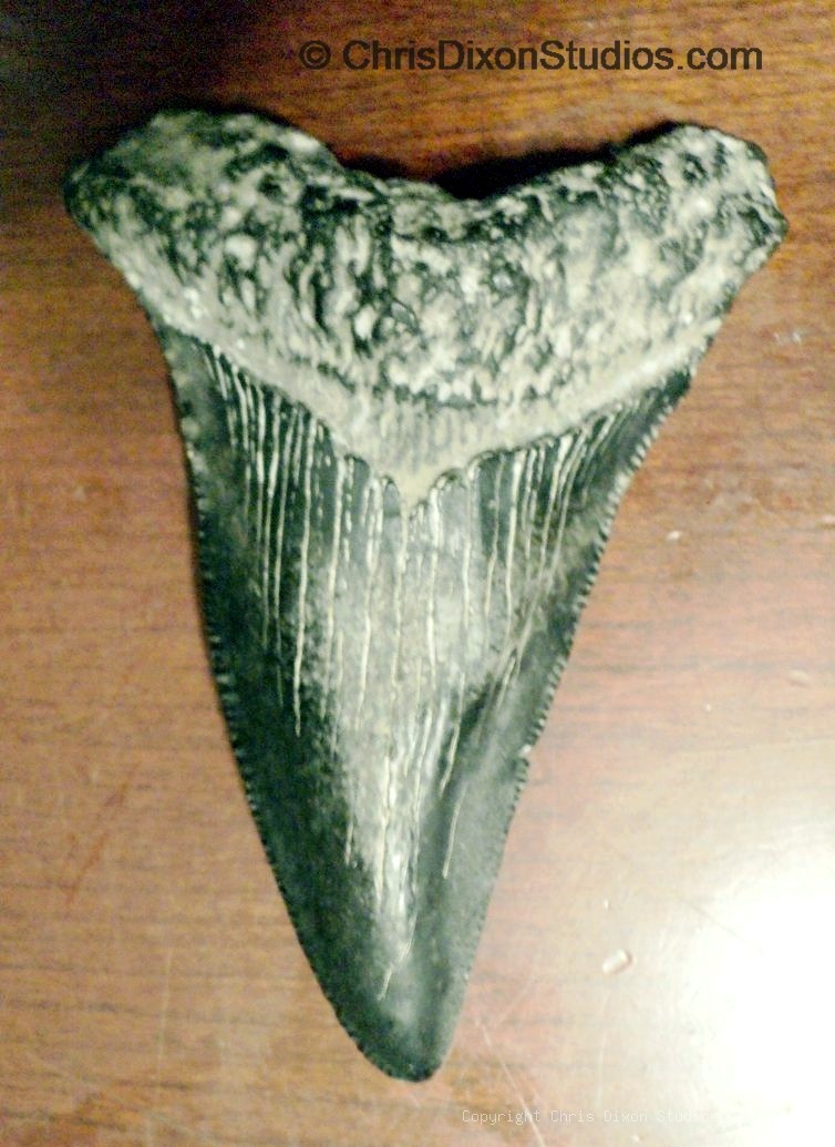 Fossil Mako Shark Tooth 3