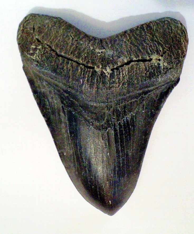 Fossil Megalodon Shark Tooth 6