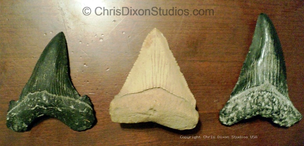 Fossil Shark Teeth 3