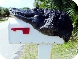 View Alligator8ft-MAILBOX-Head-91