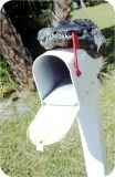 View Alligator8ft-MAILBOX-Head-99
