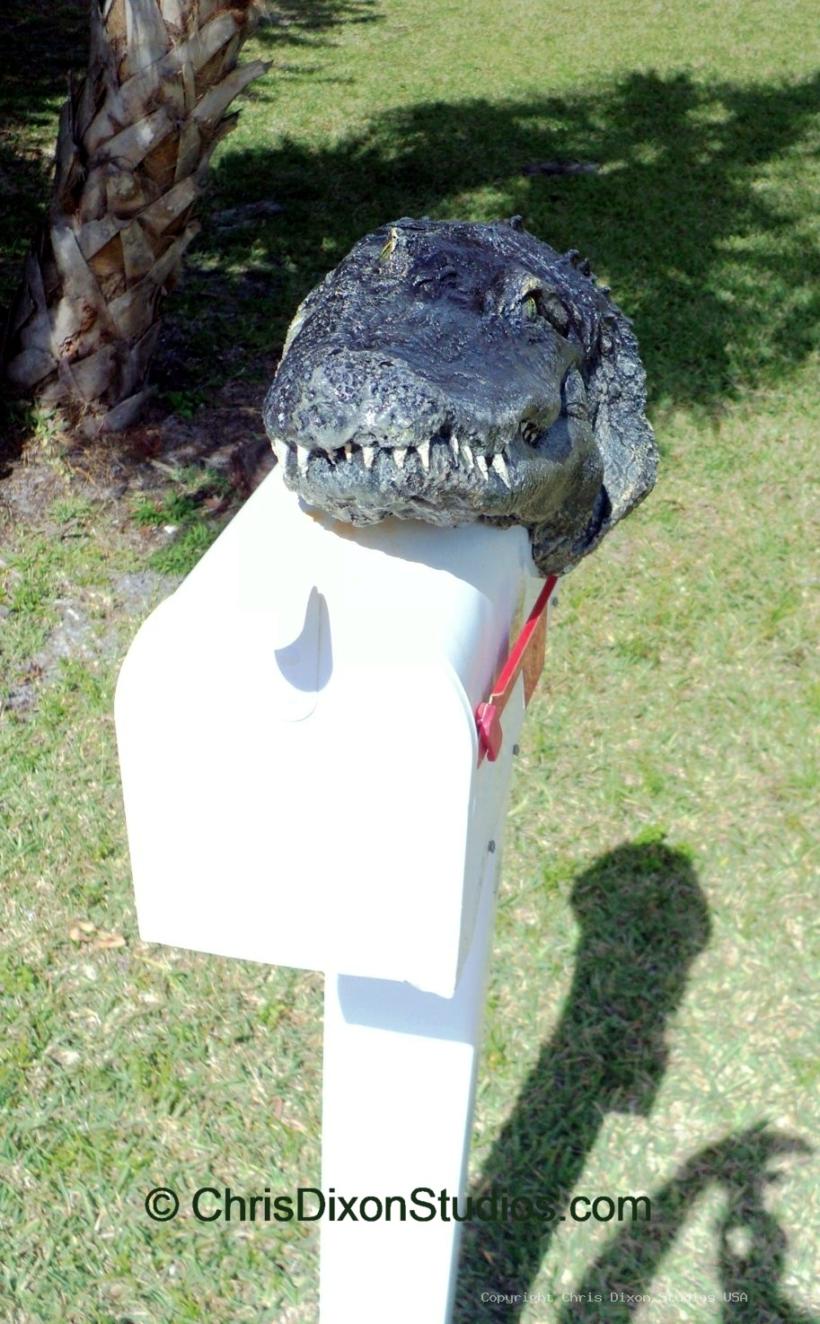Alligator8ft MAILBOX Head 97