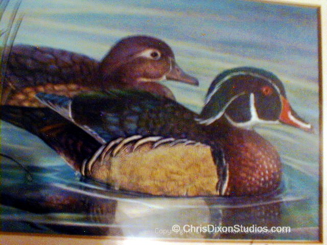Wood Ducks