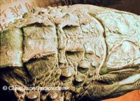 14 1 Alligatorskinhead350255dixon