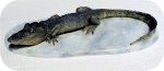 View Alligator-Sculpture-Tabletop 7x16-160
