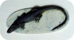View Alligator-Sculpture-Tabletop 7x16-179