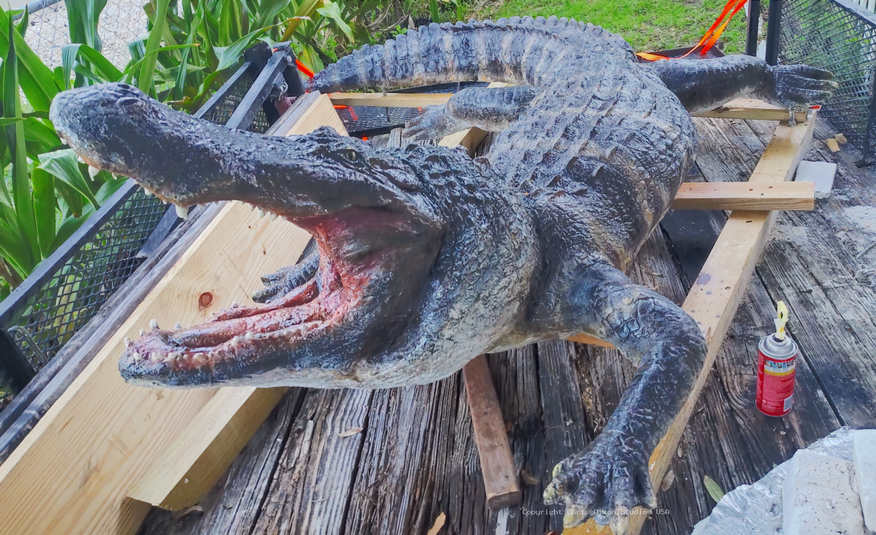 Alligator13ft