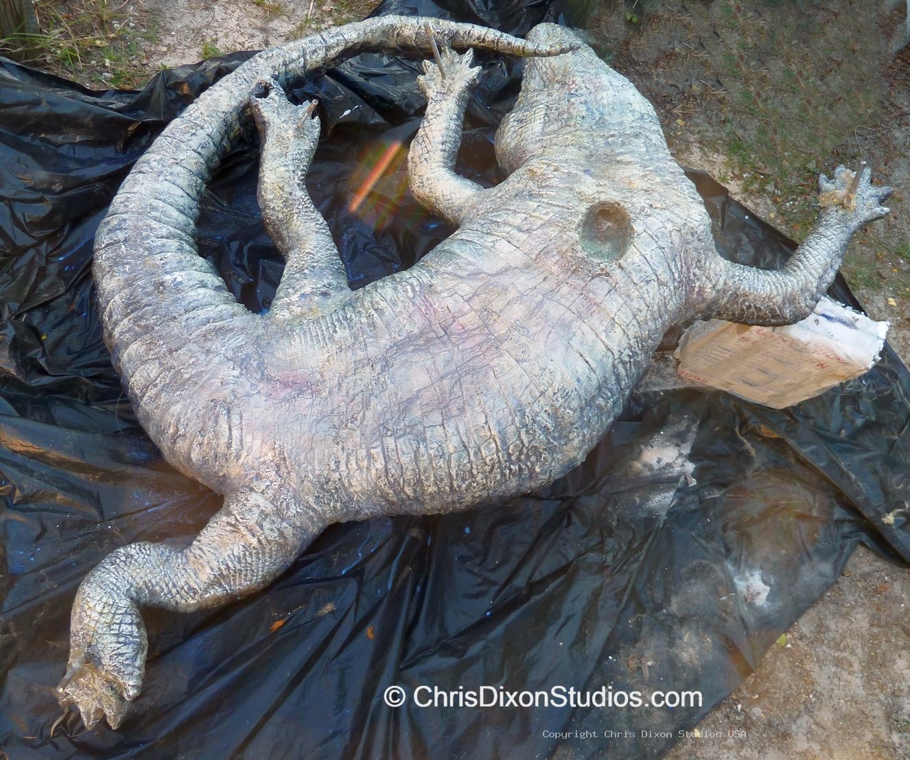 Alligator Curled14ft 183