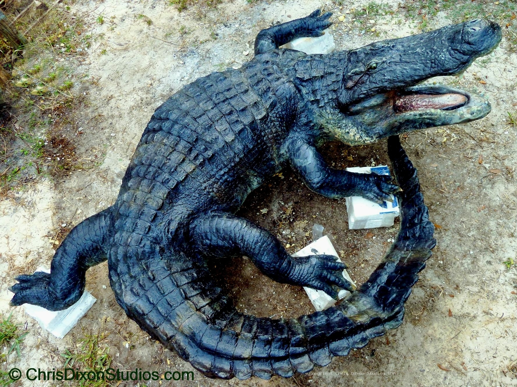 Alligator Curled14ft 201