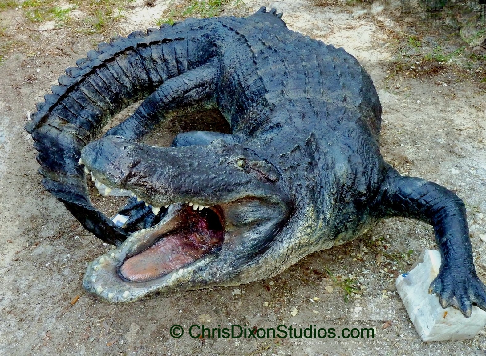 Alligator Curled14ft 207