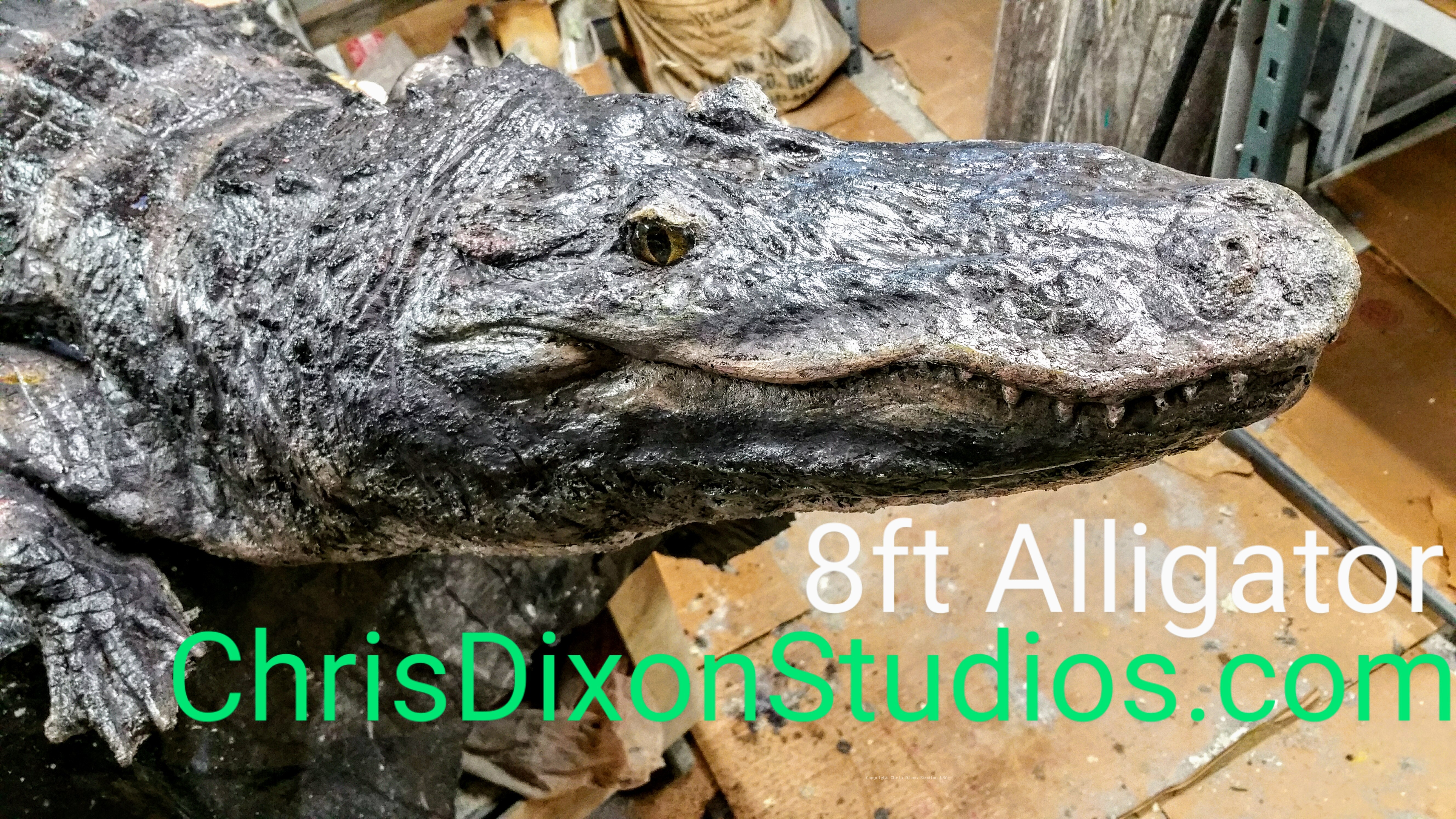 Alligator 8ftCM 2555