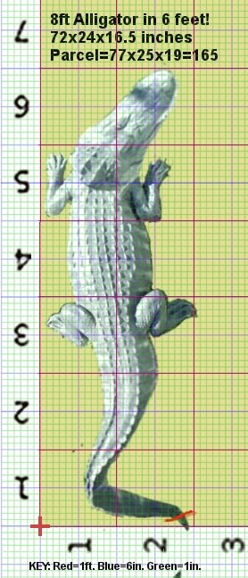 Alligator8ft Parcel RIGHT