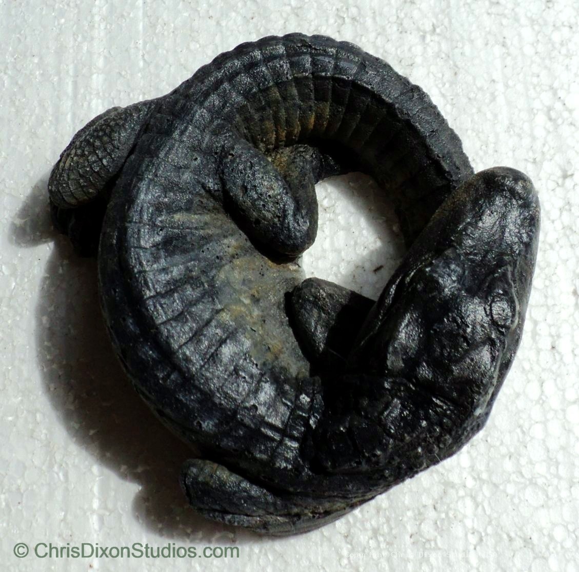 Alligator Baby Curled 5x5