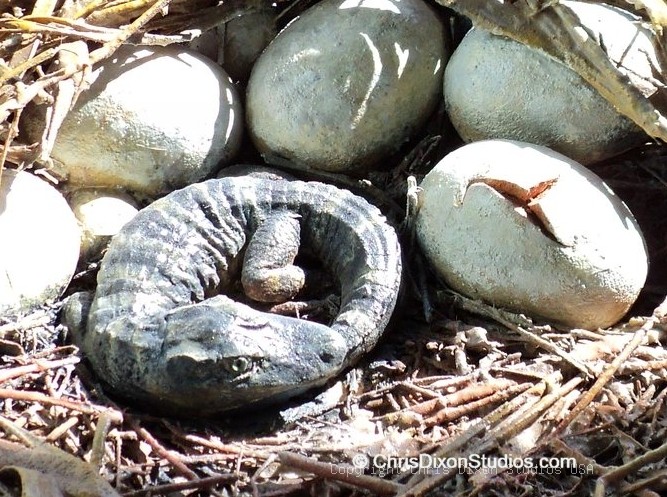 Alligator Baby Curled2 5x5