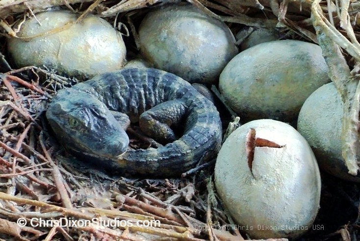 Alligator Baby Curled5x5