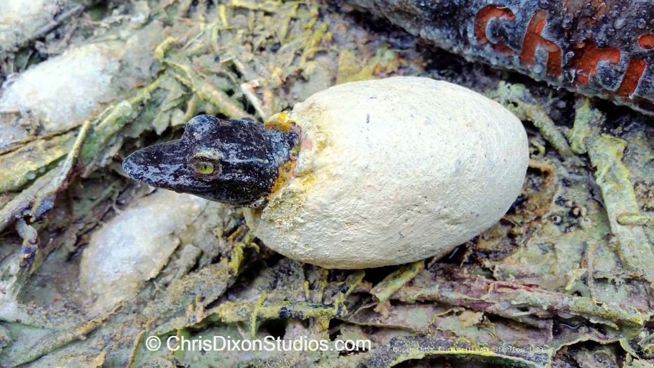 Alligator Egg Hatch 505