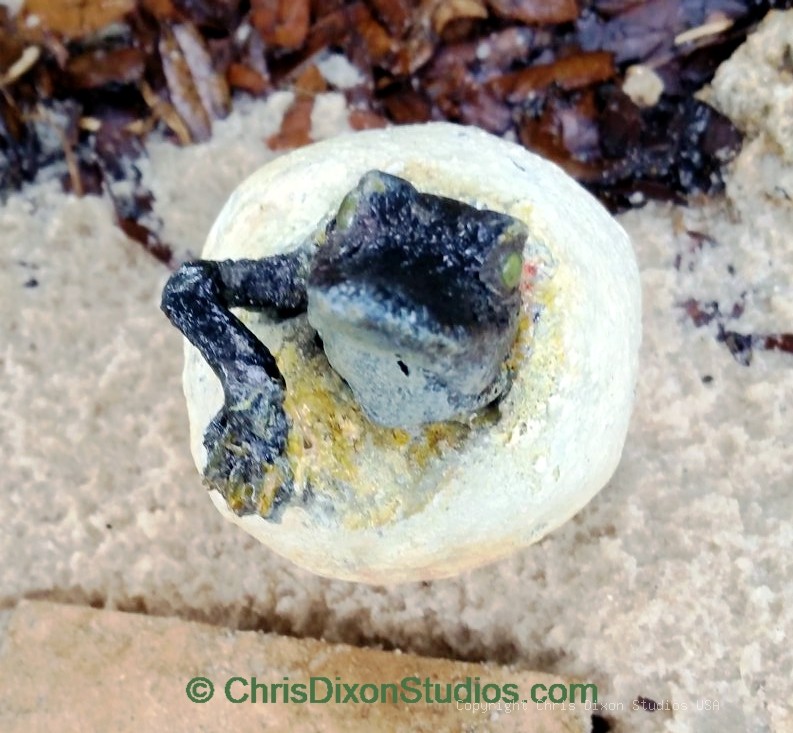 Alligator Egg Hatch 742