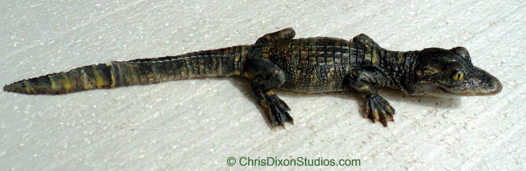 Alligator Hatchling 10 R