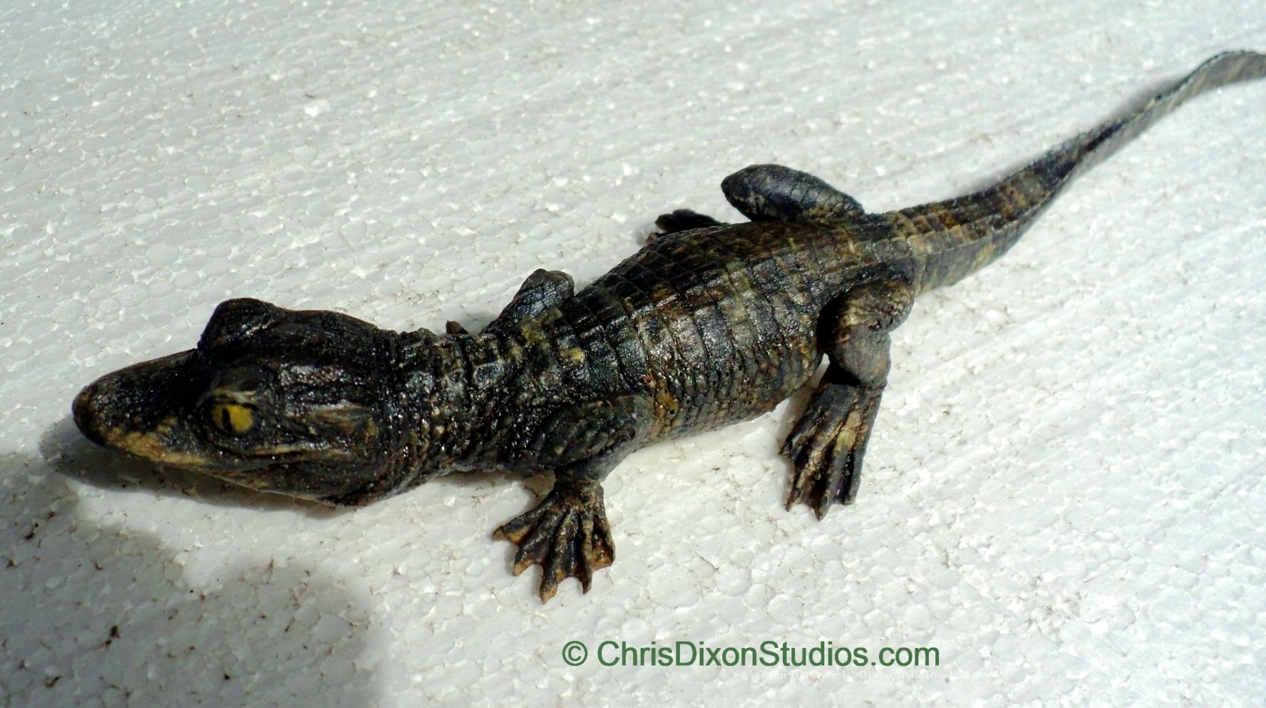 Alligator Hatchling 10