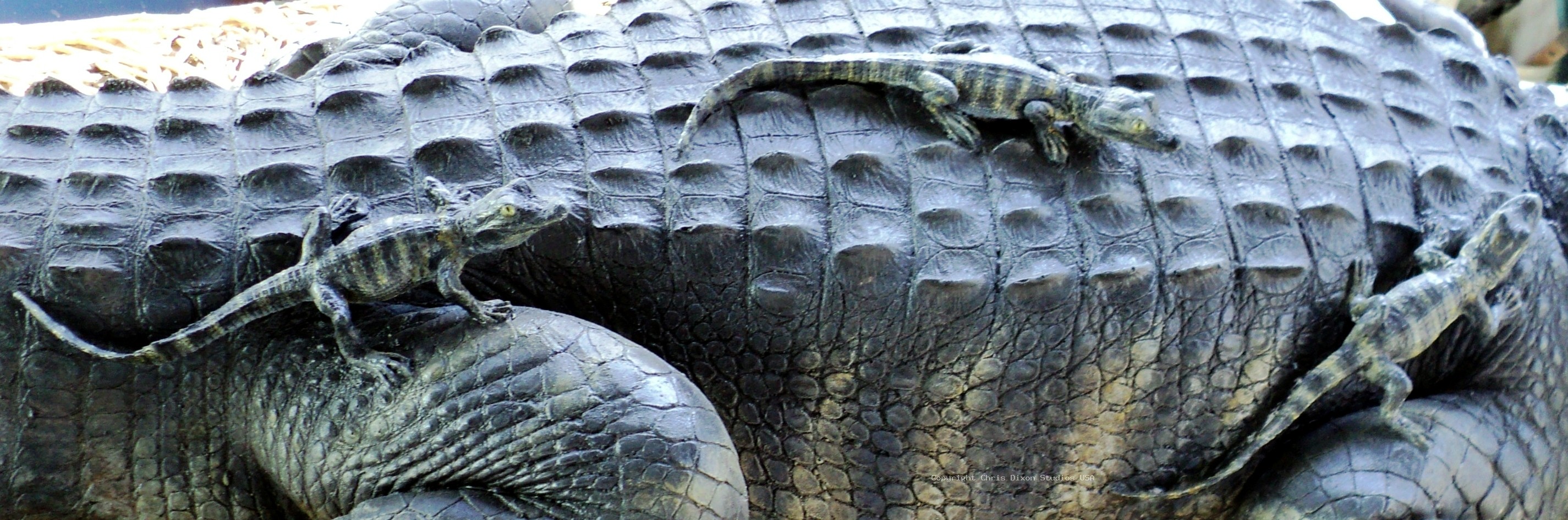 Alligator Hatchlings3 10