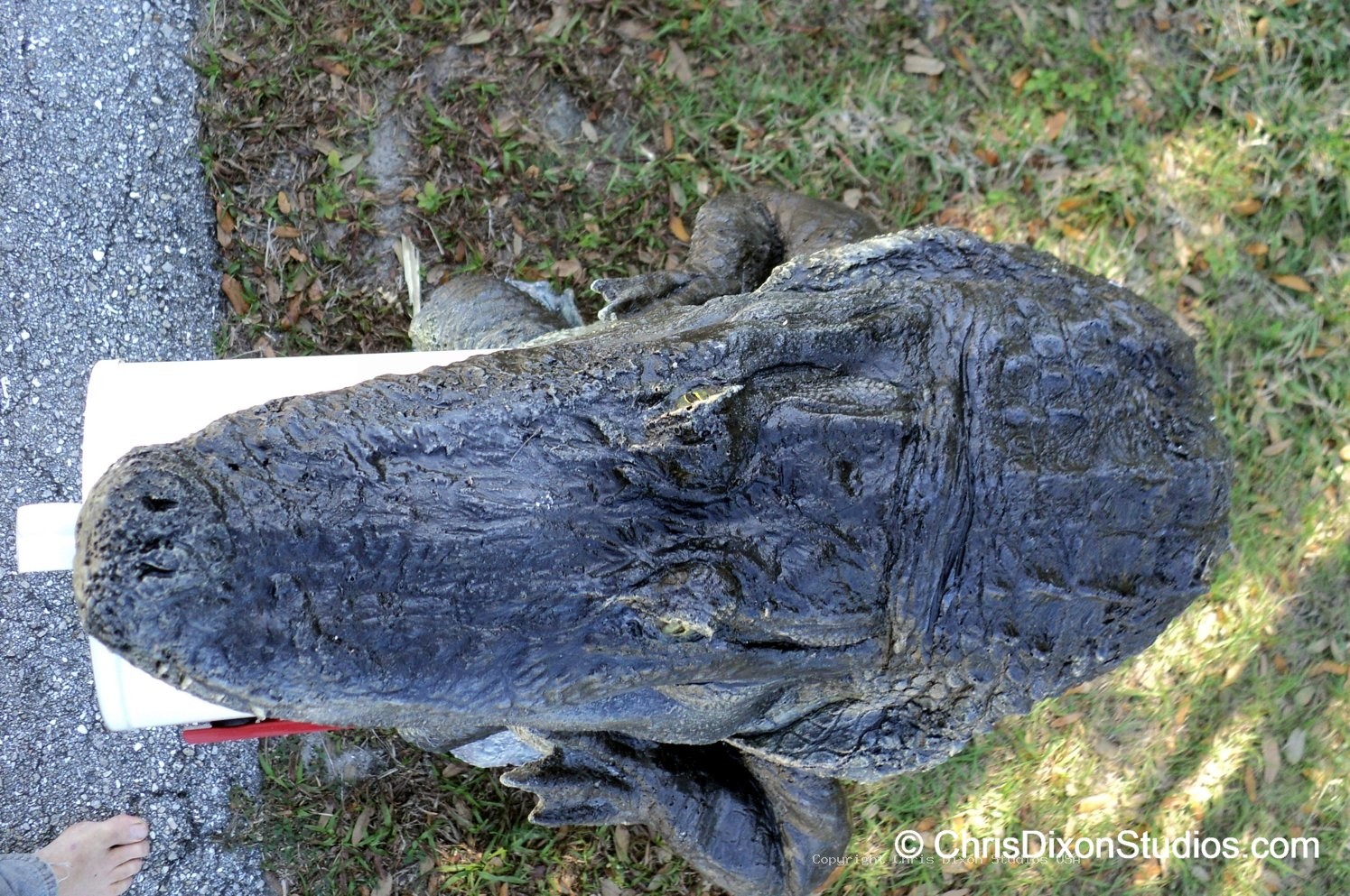 Alligator8ft MAILBOX PARCEL 85