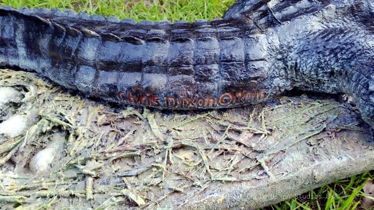 Alligator Nest 7ft 118