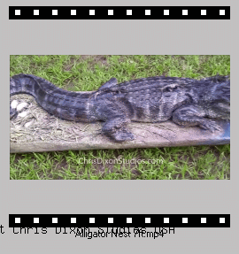 Alligator Nest 7ft Vid