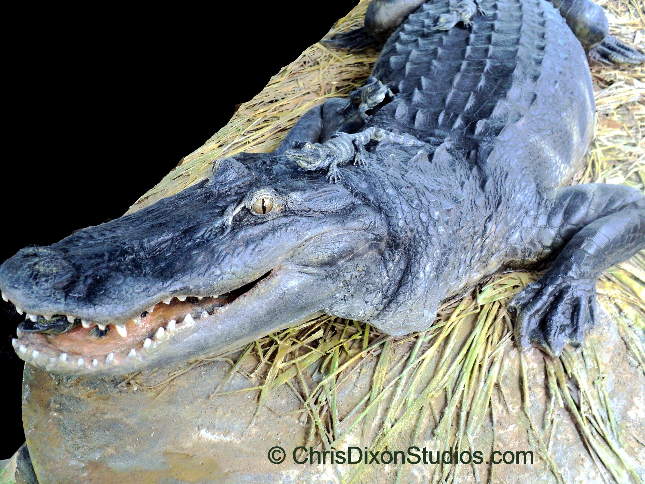 Alligator Nest Finished 59