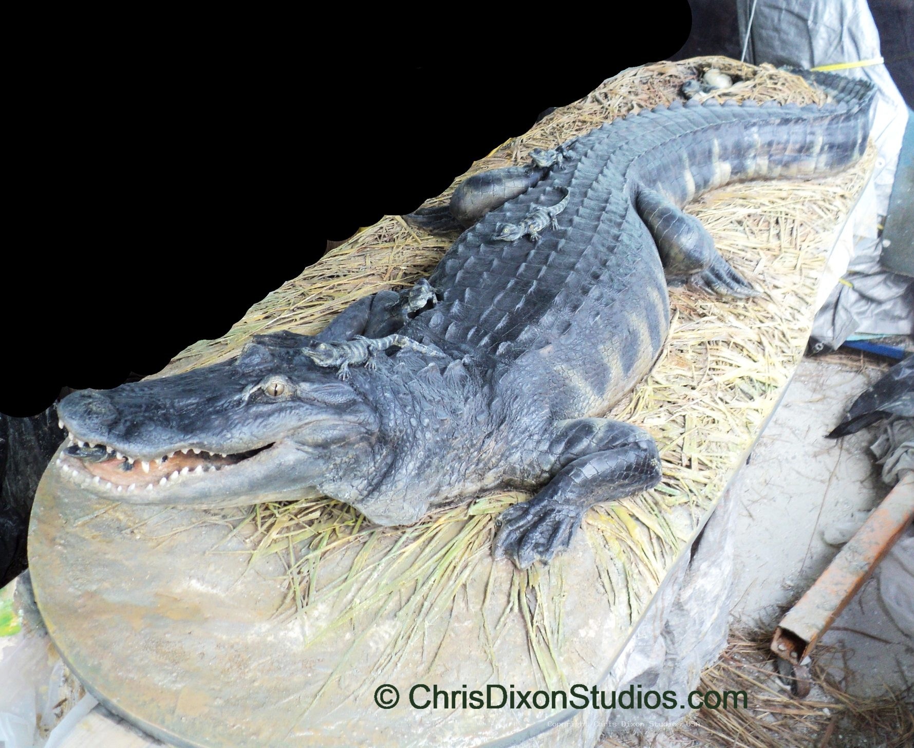 Alligator Nest Finished 62