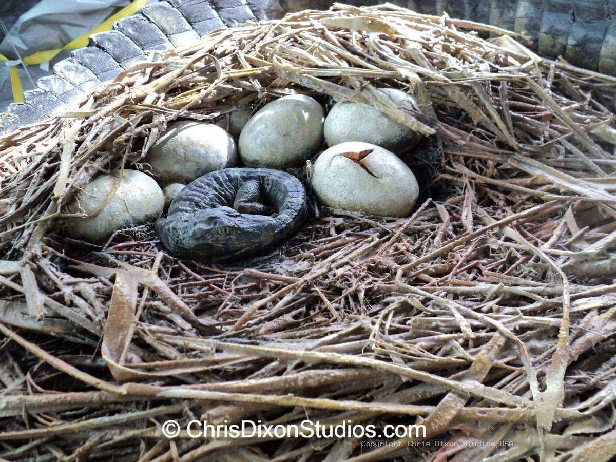 Alligator Nest Finished 67
