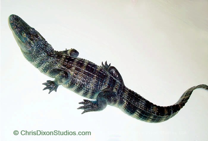 14 2a Alligator 3 4