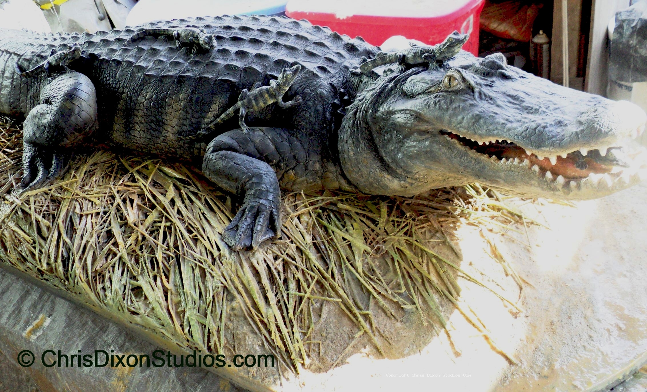 Alligator Nest Finished 40