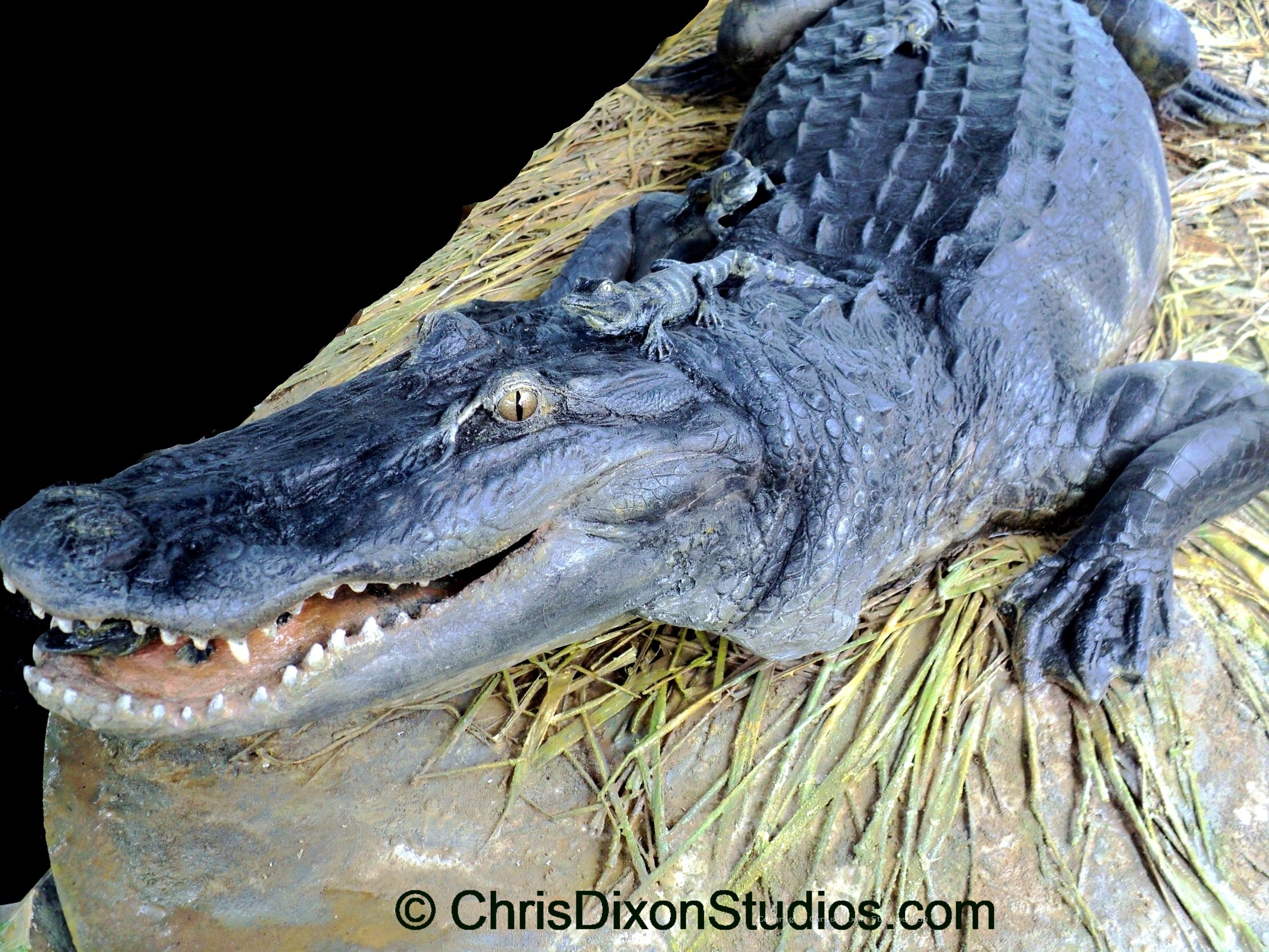 Alligator Nest Finished 59