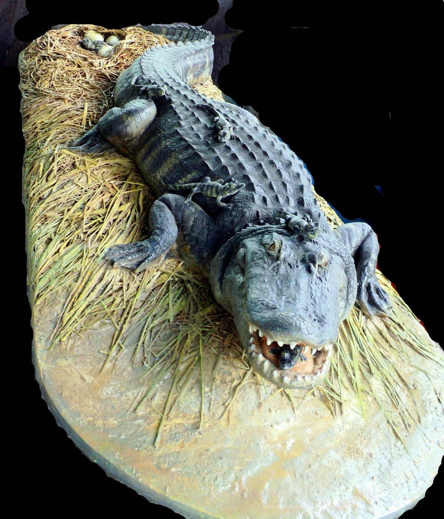 Alligator Nest Finished 65