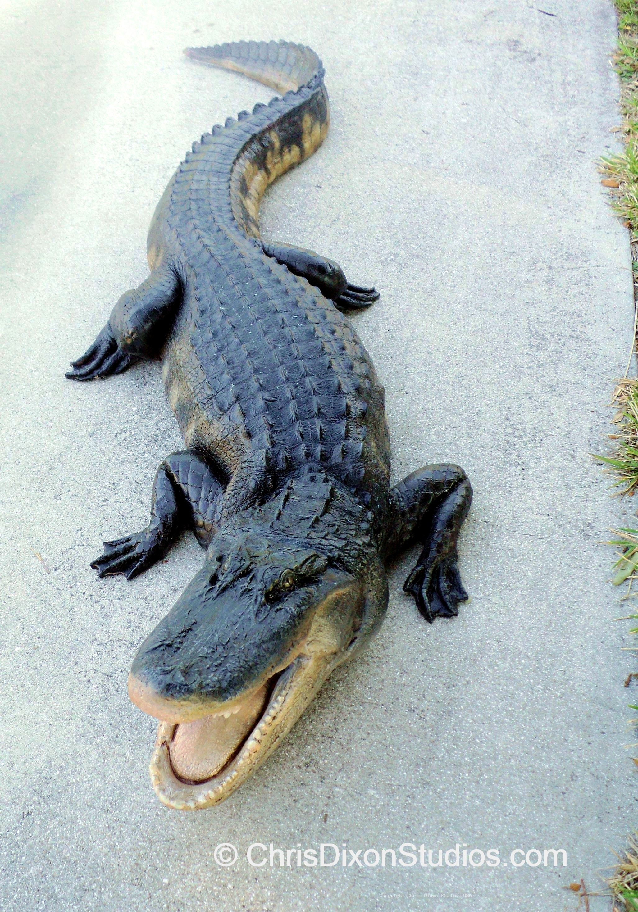 Alligator Openmouth 8ft 84