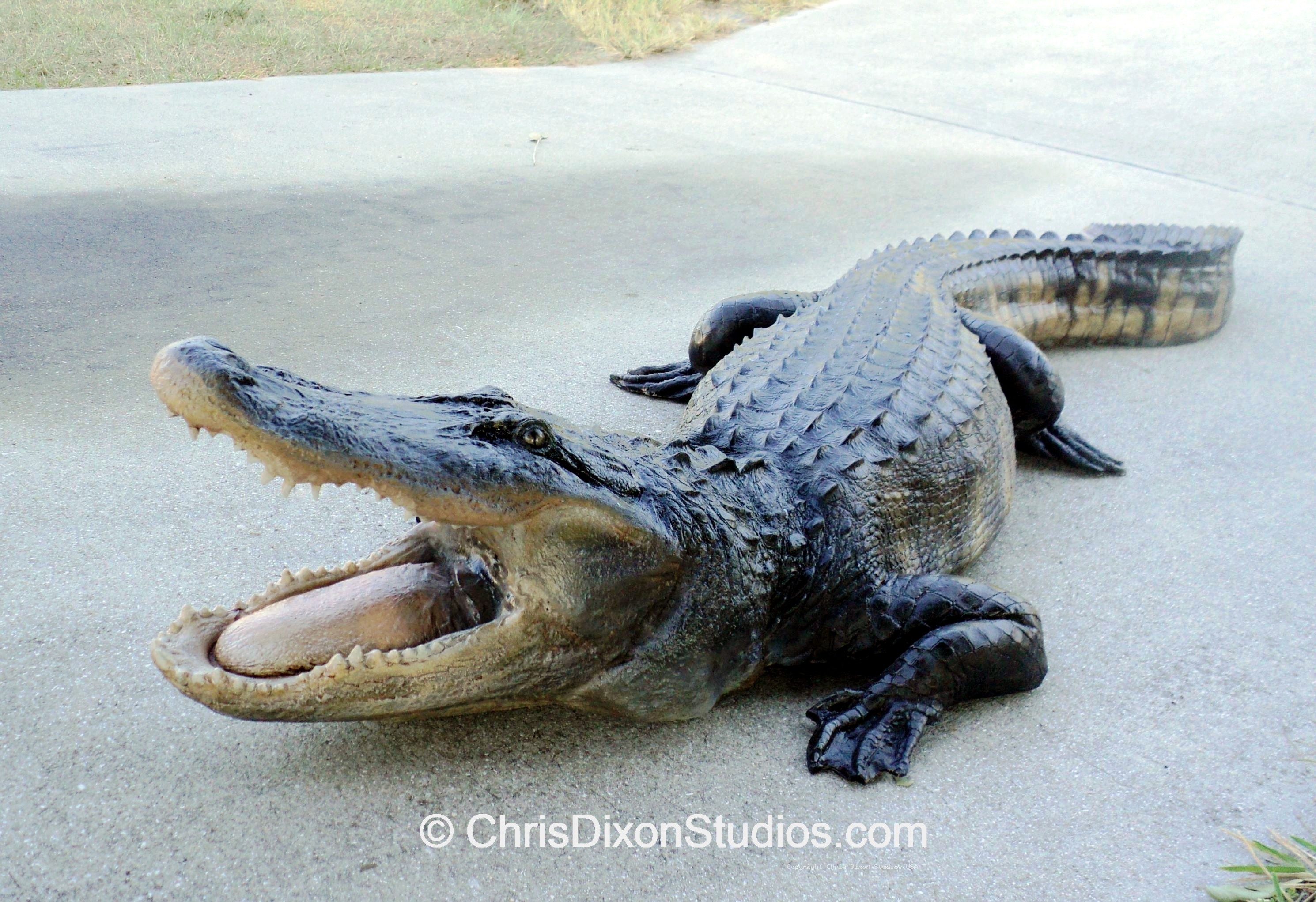 Alligator Openmouth 8ft 85